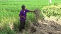 Padi Siap Panen di Madiun Diserang Wereng, Petani Merugi