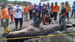 Paus Mati Terdampar di Pantai Congot Yogyakarta, Diduga Ikan yang Muncul Berkali-kali<