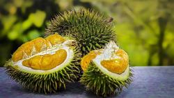 Festival Durian Dibatalkan, Pemkab Kayong Utara Pahami Situasi Covid