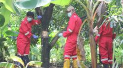 Batan Ambil Sampel Pohon Terpapar Zat Radioaktif di Perumahan Batan Indah