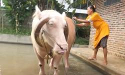 Diyakini Bisa Sembuhkan Penyakit, Kerbau Bule di Pandeglang Ditawar Rp2 Miliar