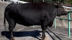 Pulau Sumba NTT Ditetapkan Jadi Sentra Pengembangan Sapi Wagyu