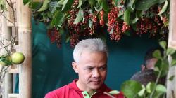 Langka, Buah Wuni Asal Magelang yang Mirip Duwet Tersisa 6 Pohon