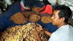 Harga Jahe Merah di Boyolali Tembus Rp150.000 per Kilogram