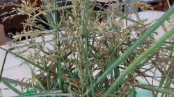 Dosen UMS Temukan Kandungan Bakteri Antibiotik di Rumput Teki