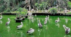 Wisata di Kebun Binatang Ragunan, Bisa Lihat Reptil Unik hingga Gorila Afrika