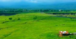 Mengintip Keindahan Savana Tianyar, Hamparan Padang Rumput ala Afrika di Bali