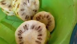 Video Warga Blitar Buat Hand Sanitizer dari Buah Mengkudu
