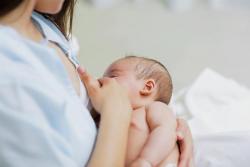 Mengenal Daun Torbangun, Kandungannya Berkhasiat Lancarkan Asi Ibu Menyusui  