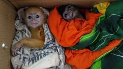 7 Hewan Dilindungi Diamankan BKSDA Riau, Ada Owa Jawa dan Lutung