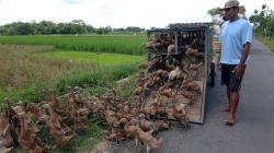 Imbas Virus Corona, Harga Bebek di Boyolali Turun