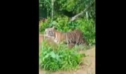 2 Ekor Harimau Sumatera Teror Warga Kerinci Jambi, Berkeliaran di Kebun