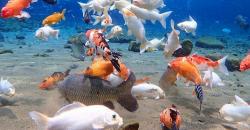 Umbul Ponggok Ditutup karena Covid-19, Pelaku Wisata Rugi Puluhan Juta