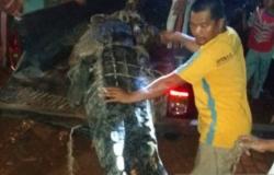 Hilang 2 Hari, Bocah 6 Tahun di Maluku Ditemukan di Perut Buaya