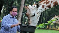Anies Baswedan Beri Nama Julang ke Anak Jerapah di Ragunan