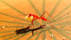 Semut Ternyata Gunakan Ingatan Visual untuk Menghindari Jebakan Kedua