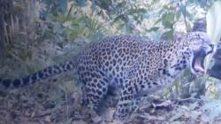 Kabar Baik, Jumlah Macan Tutul di Taman Nasional Meru Betiri Jember Tambah 3 Ekor