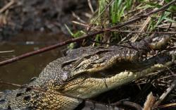 Pasang Jaring Ikan di Sungai, Petani di Pesisir Selatan Tewas Dimangsa Buaya<
