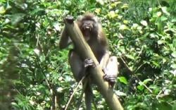 Kera Liar Serang Warga Kampung Anggrek Garut, 1 Tewas 2 Luka-luka<