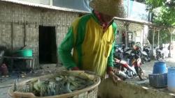 Kena Imbas Wabah Corona, Harga Rajungan di Tuban Anjlok
