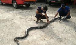 Heboh Ular Piton 5 Meter Masuk ke Toko Baju di Pangkalan Bun<