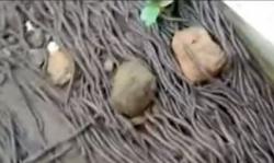 Video Fenomena Kemunculan Ribuan Cacing Tanah Resahkan Warga Klaten