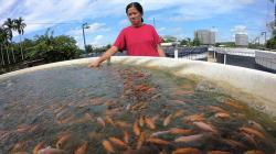 Sukses Budi Daya Ikan Nila dengan Sistem Bioflok