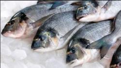 Arab Saudi Ketagihan Impor Produk Filet Ikan dari Indonesia 