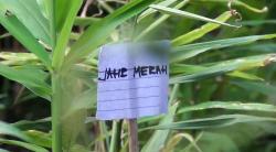 Hadapi Corona, Warga Bandung Sulap Halaman Rumah Jadi Kawasan Pangan Lestari