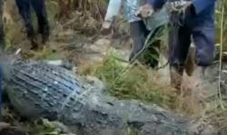 Balas Dendam, Warga Siak Bunuh Buaya Muara yang Mangsa Nelayan