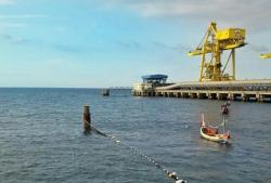 Ribuan Ubur-ubur Serbu PLTU Paiton, Pasokan Listrik 800 MW Tetap Aman