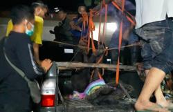 2 Beruang Madu Lepas dari Kandang di Kulonprogo, Sempat Berkeliaran di Kebun