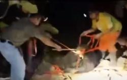 Video 2 Beruang Madu Sumatera Lepas dari Balai Konservasi Yogyakarta