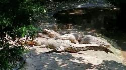 Imbas Pandemi Covid-19, Jatah Makan Satwa Bandung Zoo Dikurangi