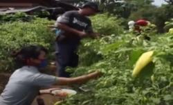 Video Hotel di Tanjung Lesung Pandeglang Ajak Karyawan Bertani untuk Dapat Gaji