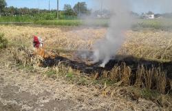 Diserang Wereng Coklat, Belasan Hektare Sawah di Kulonprogo Terancam Puso