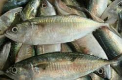 Ikan Salmon Mahal, Ahli Gizi: Ikan Kembung Juga Kaya Omega-3