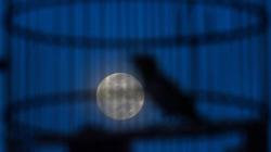 Penampakan Supermoon Terakhir Tahun 2020 di Langit Jakarta