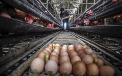 Terdampak PSBB Jakarta, Telur Ayam di Peternak Klaten Hanya Dihargai Rp16.500 per Kg