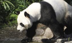 Wabah Virus Corona, Kanada Pulangkan 2 Panda ke China