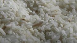 Beras Bantuan BPNT di Tuban Tak Layak Konsumsi, Dinas Sosial Akan Ganti dengan yang Lebih Baik