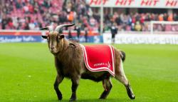 Kambing Maskot FC Koln Tak Diizinkan Masuk Stadion