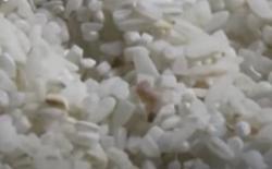 Video Viral Warga Tuban Keluhkan Beras Raskin dari BNPT Berisi Kutu dan Ulat