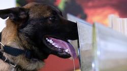  Pertama di Dunia, Rusia Daftarkan Vaksin Covid untuk Hewan