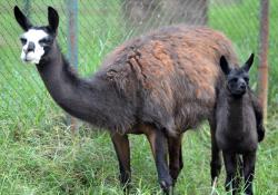Peneliti Berharap Antibodi Hewan Kerabat Unta Ini Bisa Sembuhkan Corona