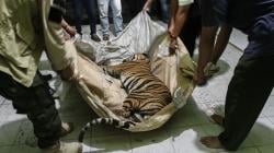 Harimau Sumatera Mati Terkena Jeratan Pemburu