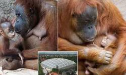 Bayi Orangutan di Kebun Binatang Jerman Mati, Aktivis Duga akibat Virus Corona