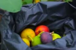 Video Budidaya Tin, Buah Surga yang Memiliki Aneka Warna