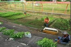 Netizen dan Media Malaysia Komentari Stadion PSM yang Berubah Jadi Kebun Sayur