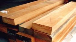 Jaga Lingkungan, Penampang Kayu Merbau Ekspor Diusulkan Diperluas